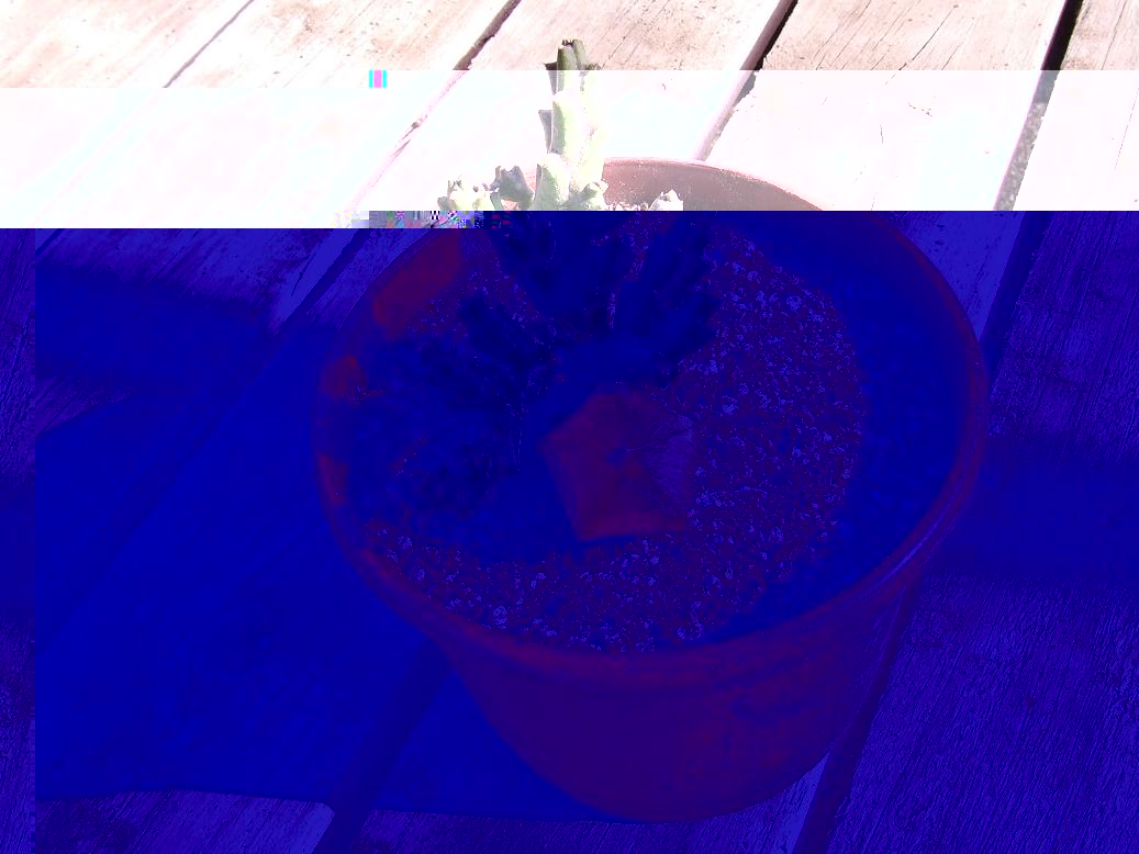 Orbea variegata