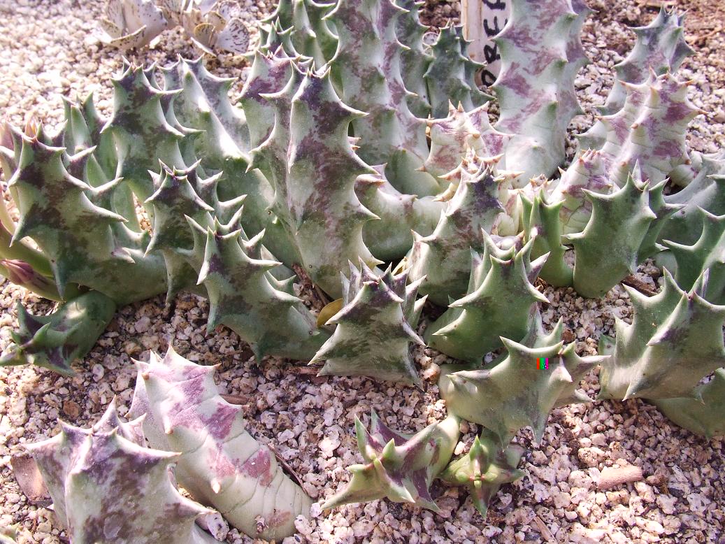 Orbea lutea ssp vaga