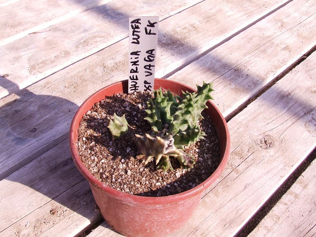 Orbea lutea ssp vaga