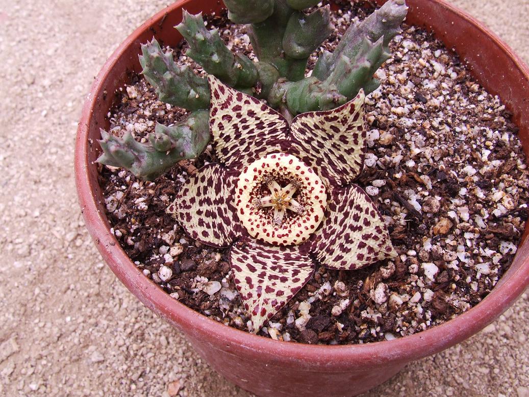 S. variegata