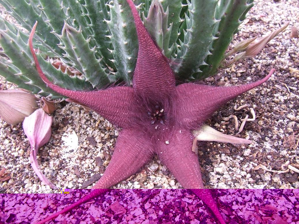 S. caudata