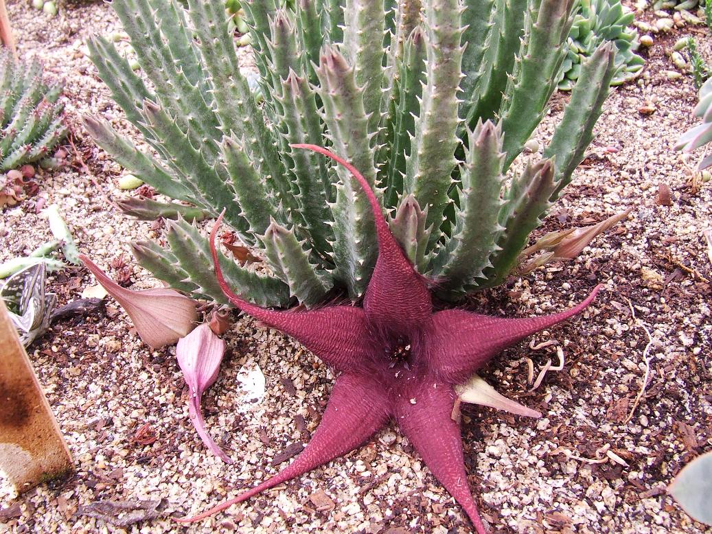 S. caudata