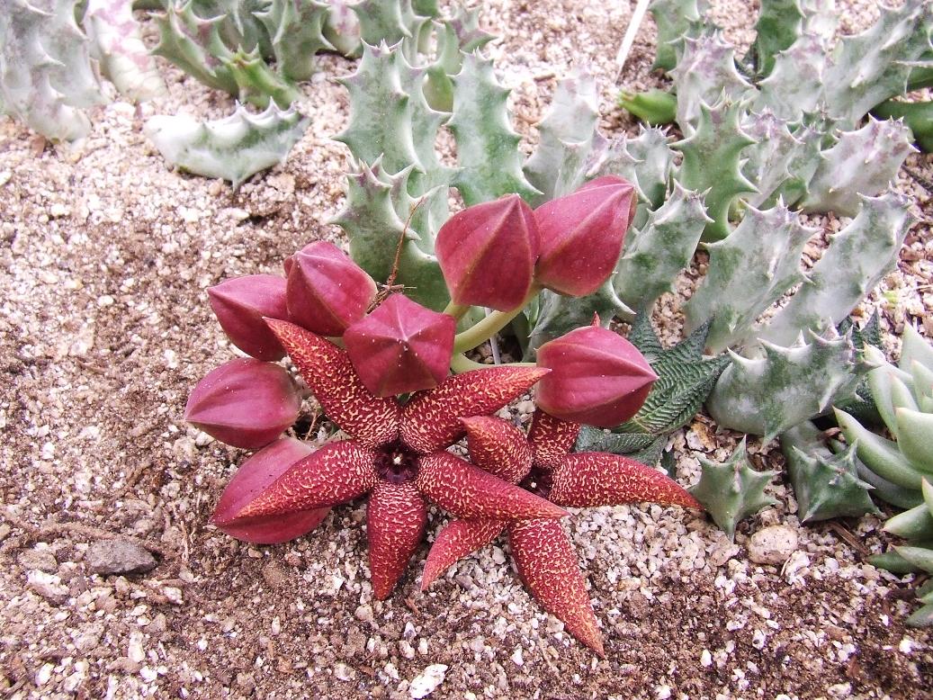 Orbea lutea ssp vaga