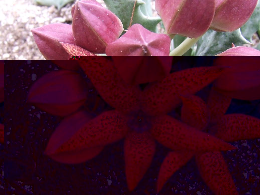 DSCF9929 a.jpg