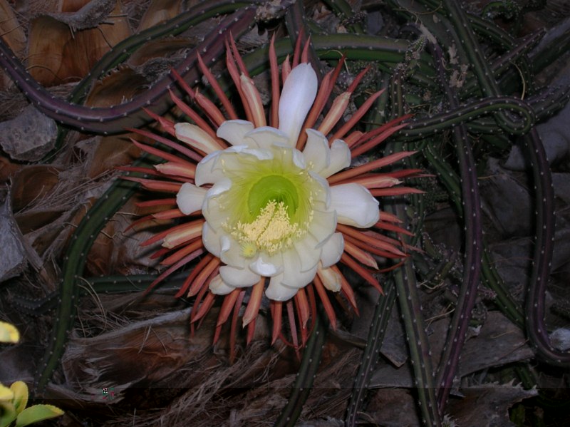 Selenicereus ¿grandiflorus-(p) [800x600].jpg
