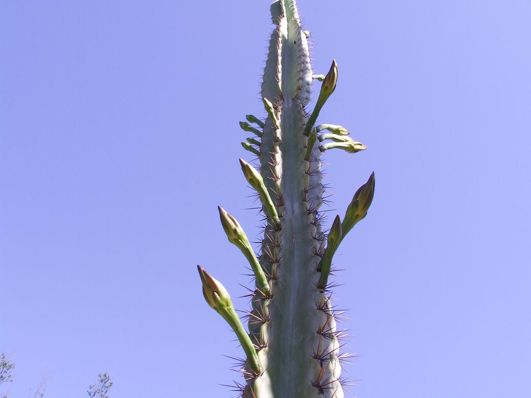 botones florales de jamacaru