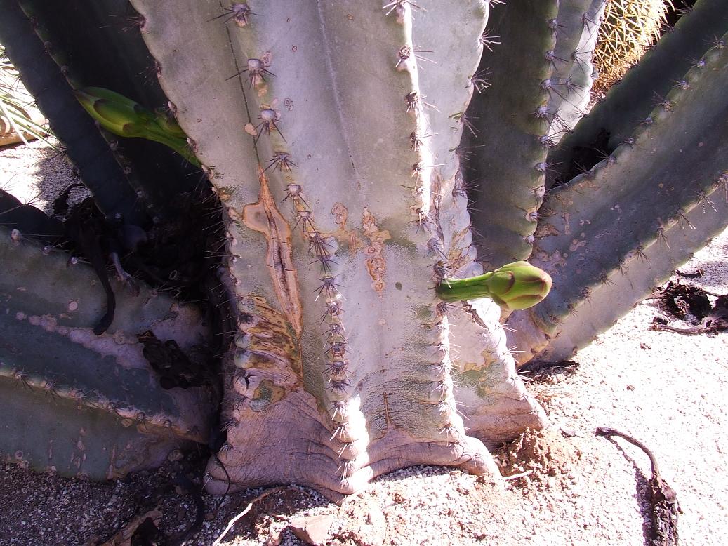 tronco de hildmannianus con botones florales
