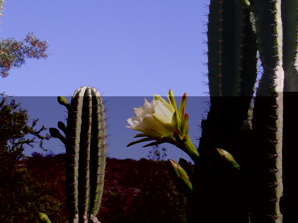 flor de hildmannianus