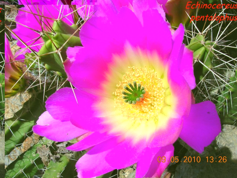 La flor parece la misma.