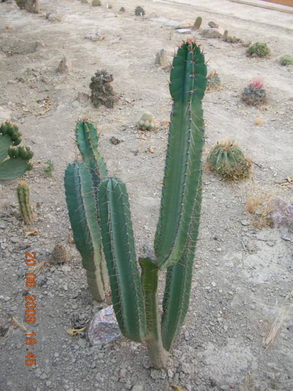 Podría ser  cereus validus???