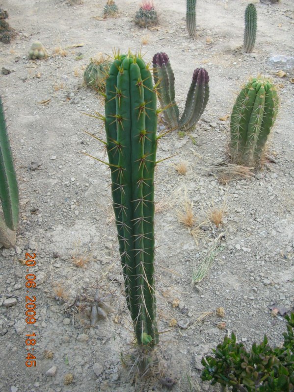 Trichocereus courantii-DSCN4489(h) [800x600].jpg