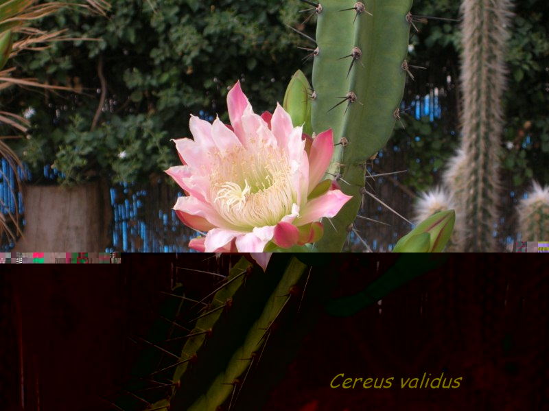 La flor del primero.