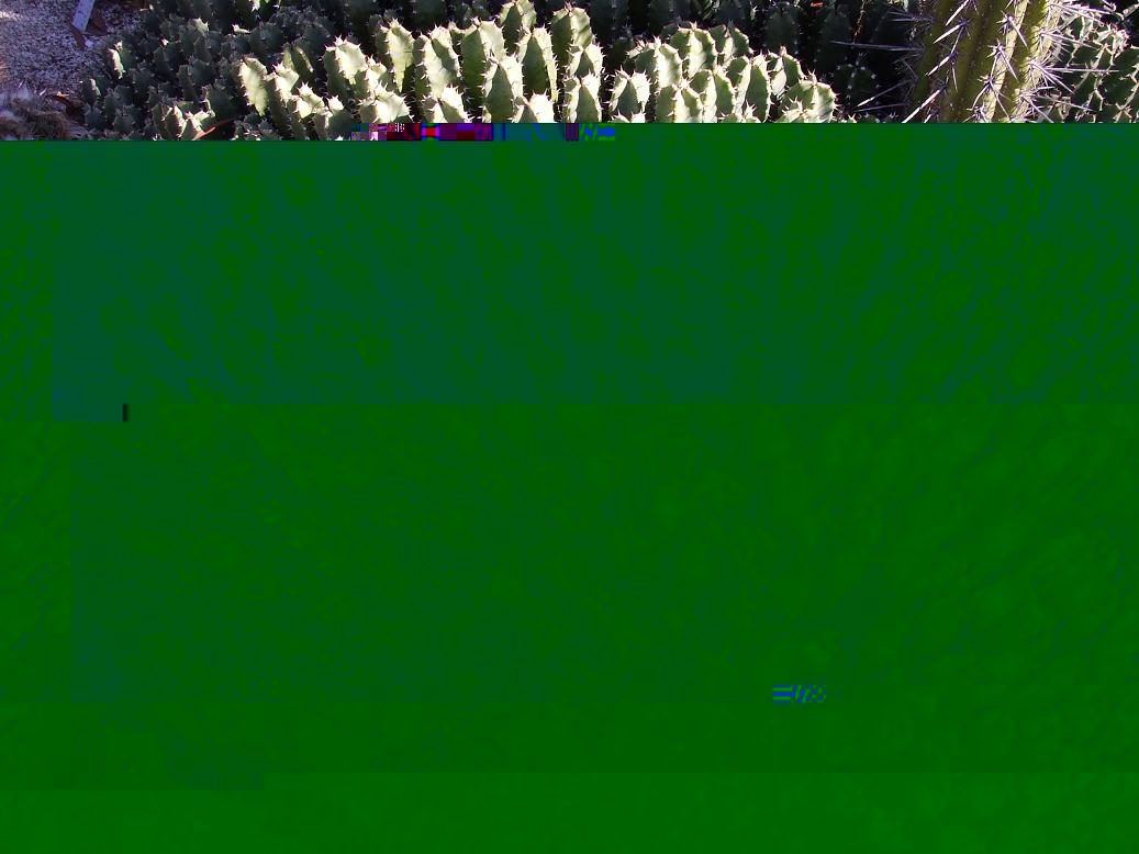 la &quot;mata&quot; de Euphorbia resinifera