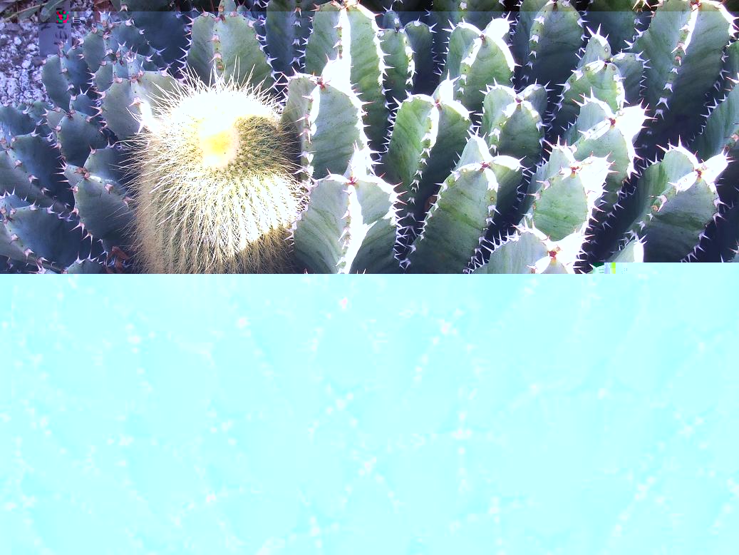 El notocactus luchando por su vida ante el avance de la euphorbia