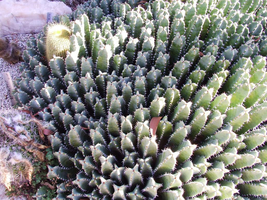 El notocactus rodeado por la euphorbia