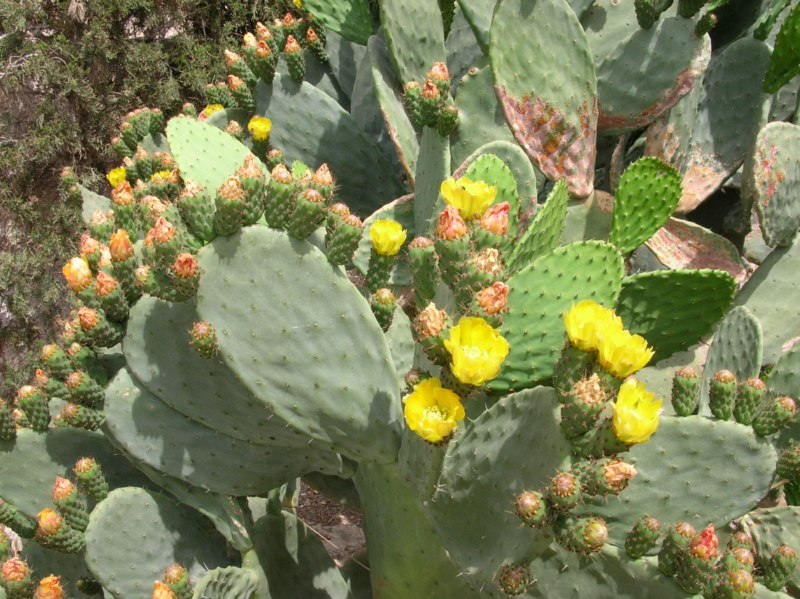 Opuntia ficus-indica (fruto rojo)(h) [800x600].jpg