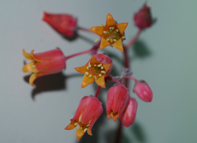 ECHEVERIA1.jpg