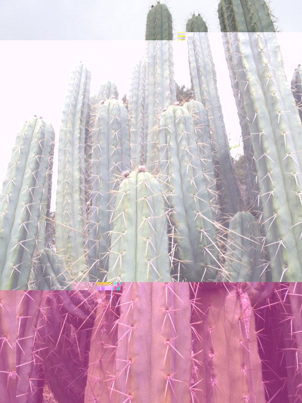 Este es el cactus, de flores grandes parecidas a un echinopsis pachanoi, pero con mas espinas las ramas.