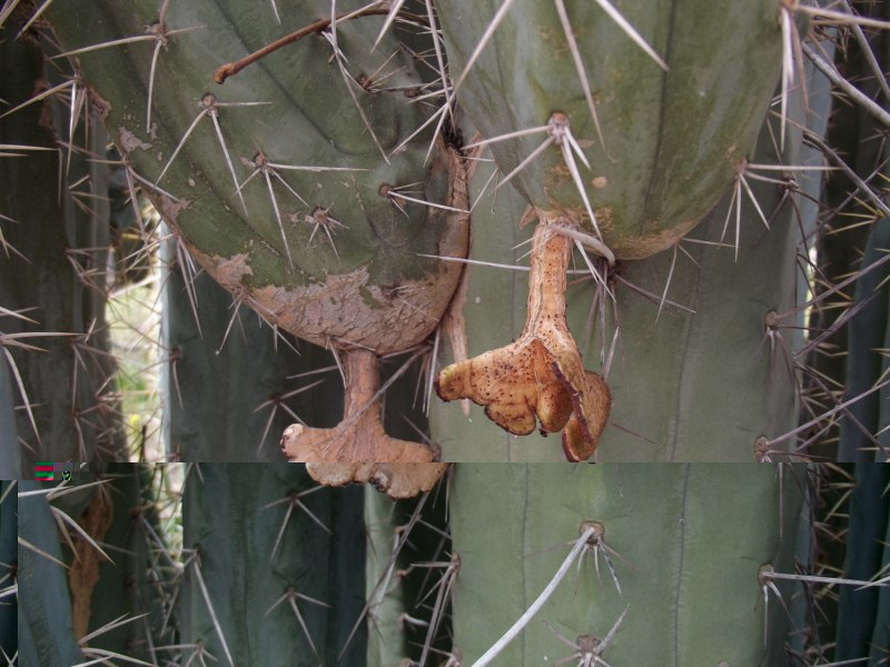 Aquí las raices