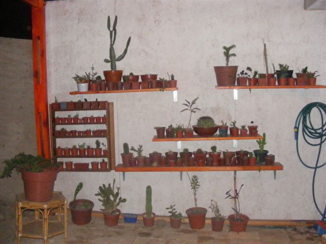 Ahí están la mayoría de mis suculentas, en mis repisas...=)