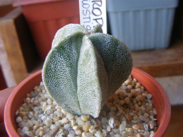 Astrophytum myriostigma var nudum