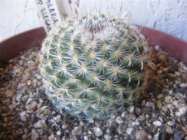 Mammillaria haageana spp elegans