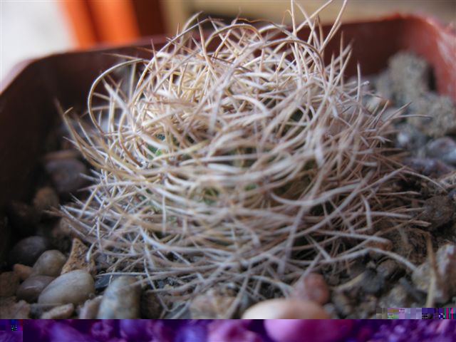 Eriosyce senilis????