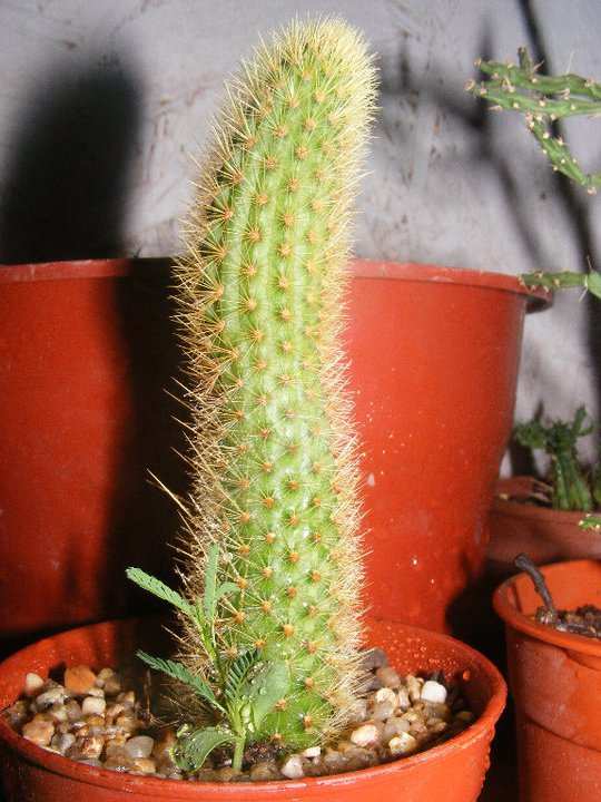 Cleistocactus winteri ?????