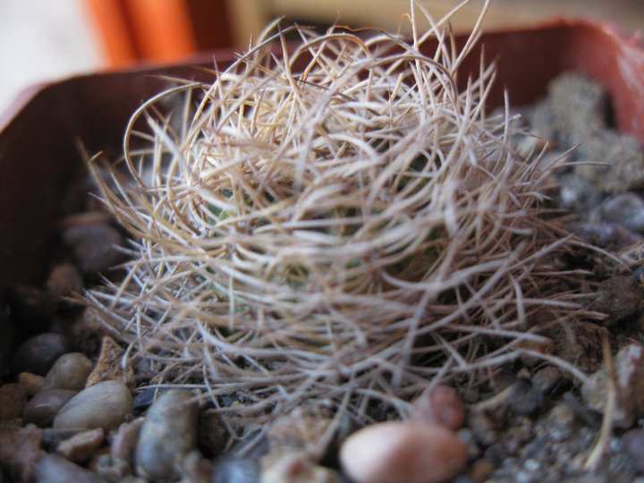 Eriosyce senilis????