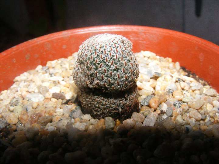 Rebutia heliosa???