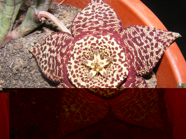 1. Flor