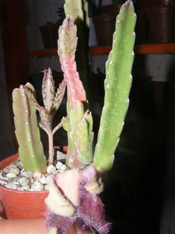 Stapelia??????