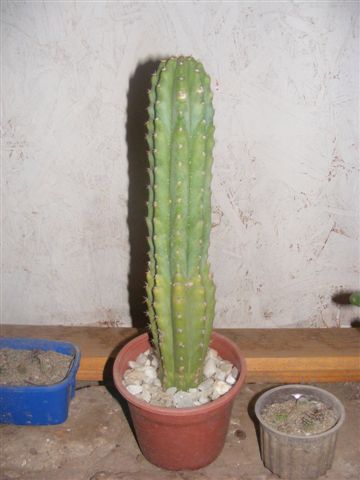 8.