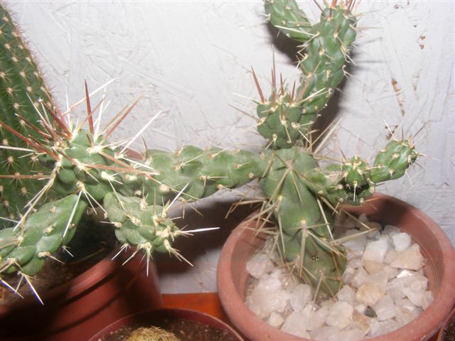 7. Opuntia.............