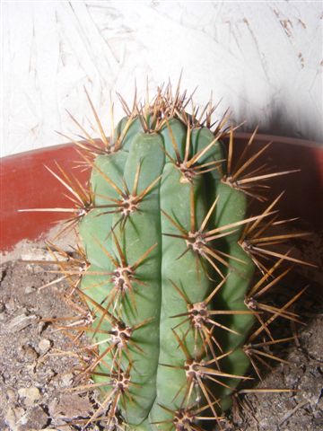 6.