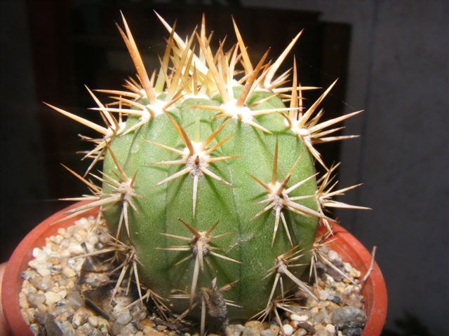 4.