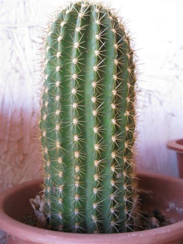 2.
