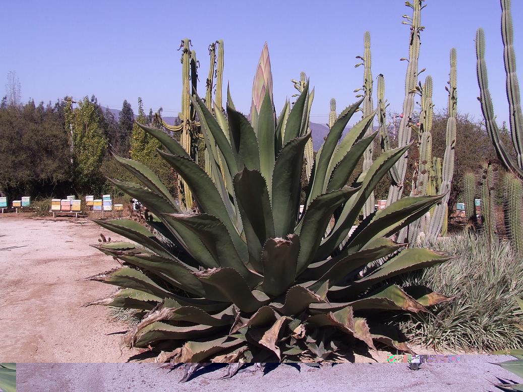 Aagave ferox 2 emitiendo su vástago floral