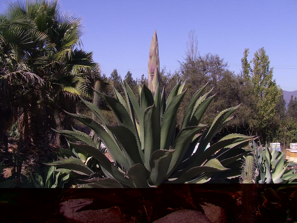 Agave ferox 1 con su tallo floral