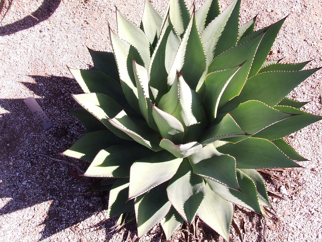 planta 2