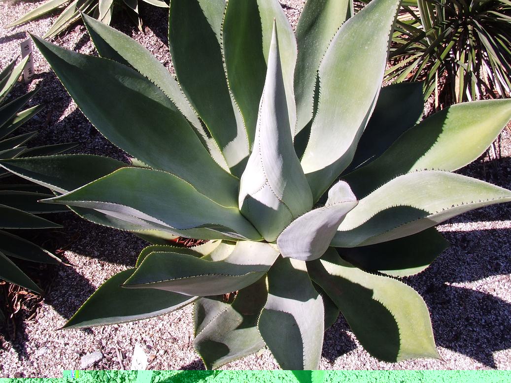planta 1