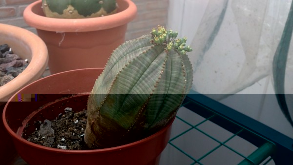 Euphorbia obesa 2