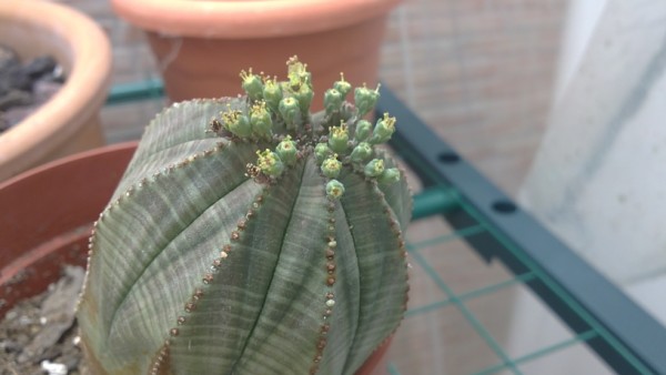 Euphorbia obesa 1