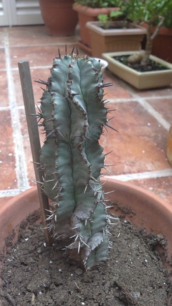 Euphorbia horrida v.striata