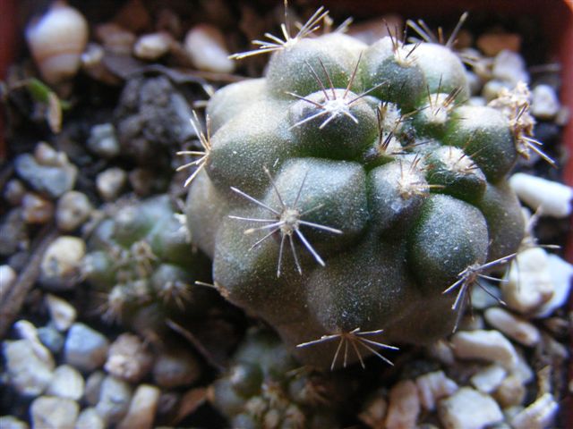 Copiapoa....
