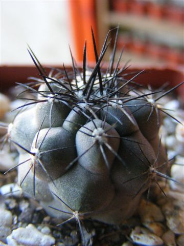 Copiapoa
