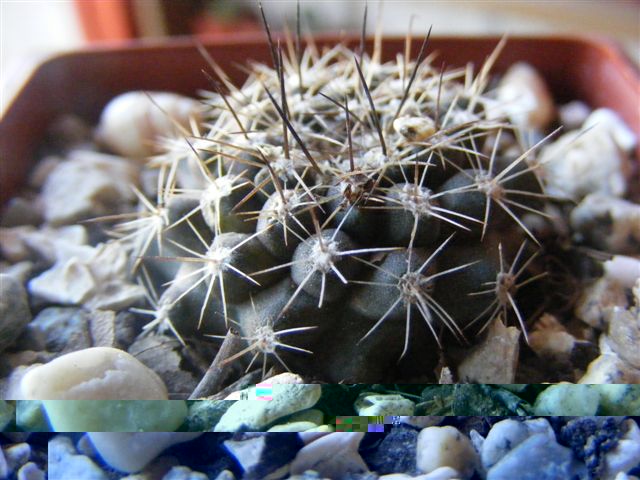 Copiapoa...