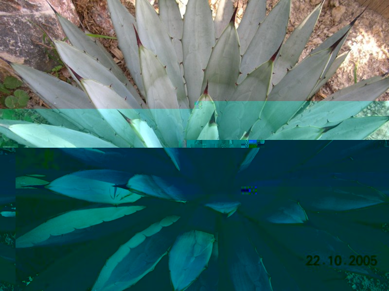 Agave macroacantha