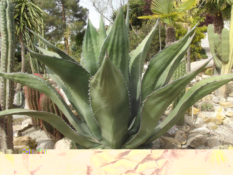 Agave ferox con un tamaño muy considerable
