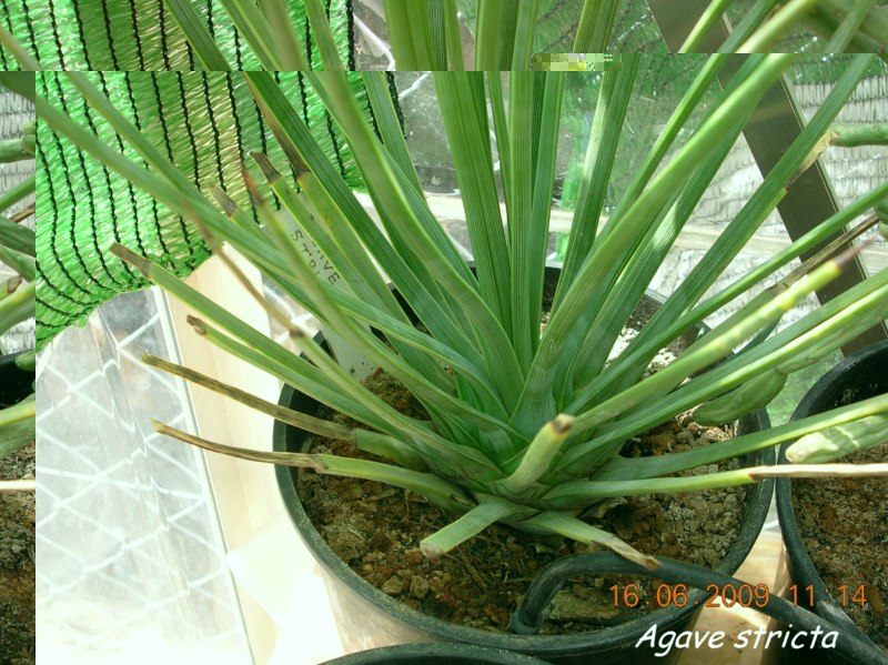 stricta